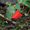 Leaf-cutter ant and flower