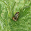 Parthenium Beetle