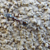 Myrmicinae Ant