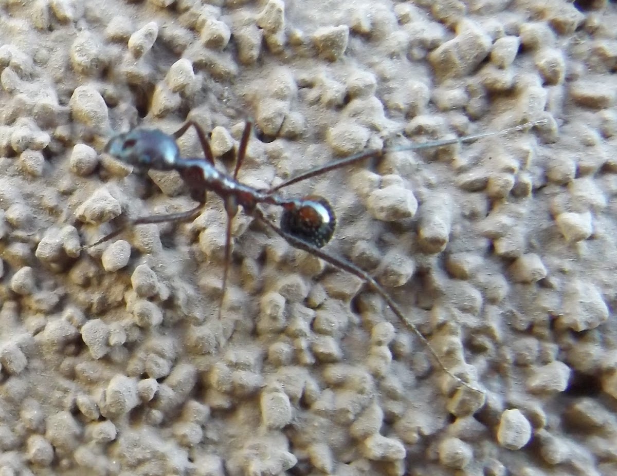 Myrmicinae Ant