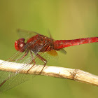 Crocothemis erythraea