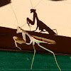 Bordered Praying Mantis, male