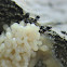 Slime mold ants