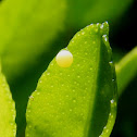 Egg of Dingy Swallowtail