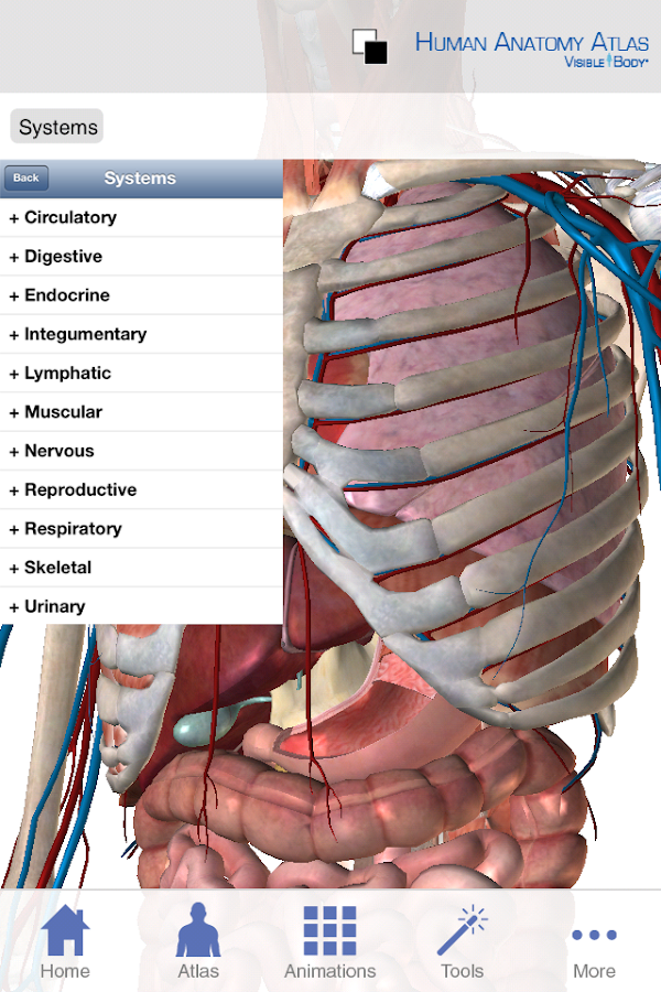 Human Anatomy Atlas (Org.) - Android Apps on Google Play
