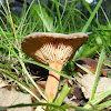 Clitocybe mushroom