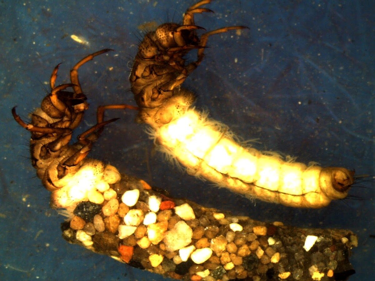 Caddisfly larva - Limnephilidae