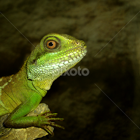 Green Lizard by Peggy LaFlesh - Animals Amphibians