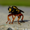 Wasp Mimic Robber Fly