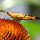 Pearl Crescent