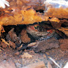 Red toad