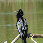 Anhinga