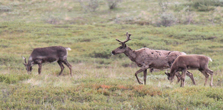 Reindeer in a meadow in Denali National Park, Alaska.