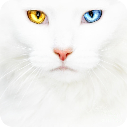 Cats puzzle LOGO-APP點子