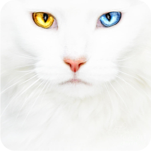Cats puzzle.apk 2.4