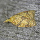 Reticulated Fruitworm Moth