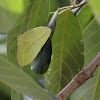 Pink-spot Sulphur