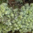  Juniper Hair Cap Moss