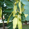 Palo Rosa. Acacia de flor amarilla