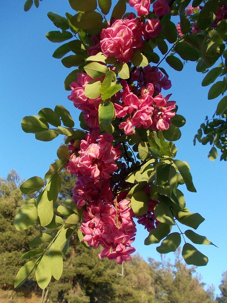 Pink Robinia pseudoacacia