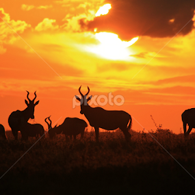 Red Hartebeest Sunset Gold by Dries Alberts - Animals Other Mammals