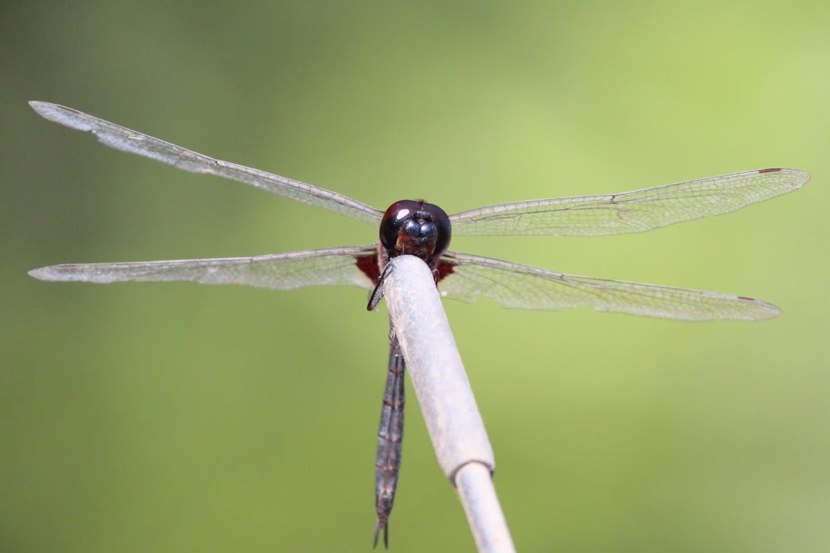 Black Marsh Trotter