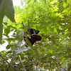 Common Indian Crow butterfly