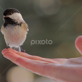 Friends by LJ Ethier - Animals Birds