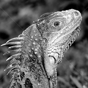Green Iguana by Milton Moreno - Black & White Animals