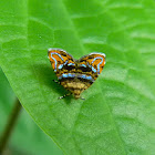 metalmark moth