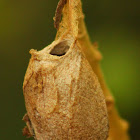 Polyphemus Moth Cocoon