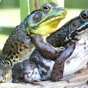 Northern Green Frogs (amplexus)