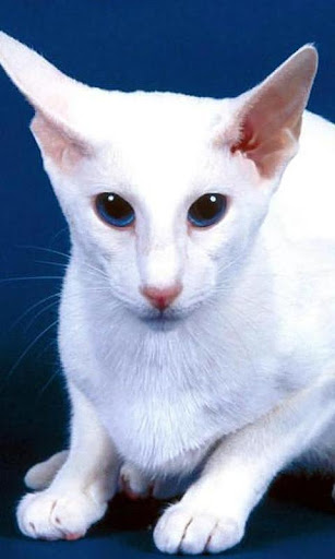 Oriental Shorthairs Wallpapers