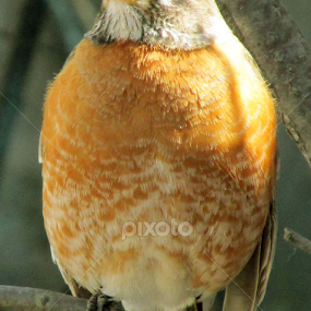 Bird by Linda Morgan - Animals Birds