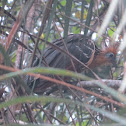 Hoatzin