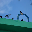 Black Birds