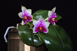 Chrisnetia Orchidelirium