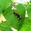 Large milkweed bug