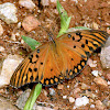 Borboleta-do-maracujá (Agraulis butterfly)