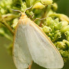 Delicate Cycnia moth