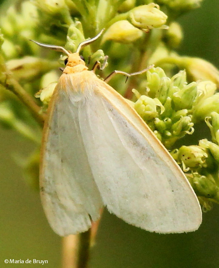 Delicate Cycnia moth