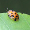 Orange Tortoise Beetle