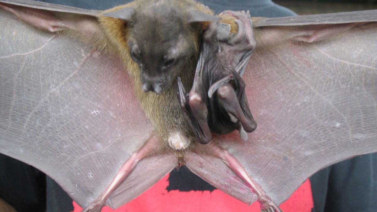Greater Musky Fruit Bat