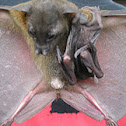 Greater Musky Fruit Bat