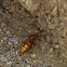 Western Cicada Killer