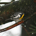 Yellow-Throated Warbler