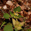 Tripodium tetraphyllum