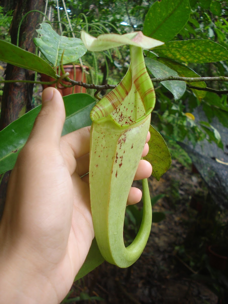 pitcher plant