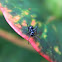 ant-mimicking jumping spider