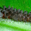 Tussock Moth Caterpillar